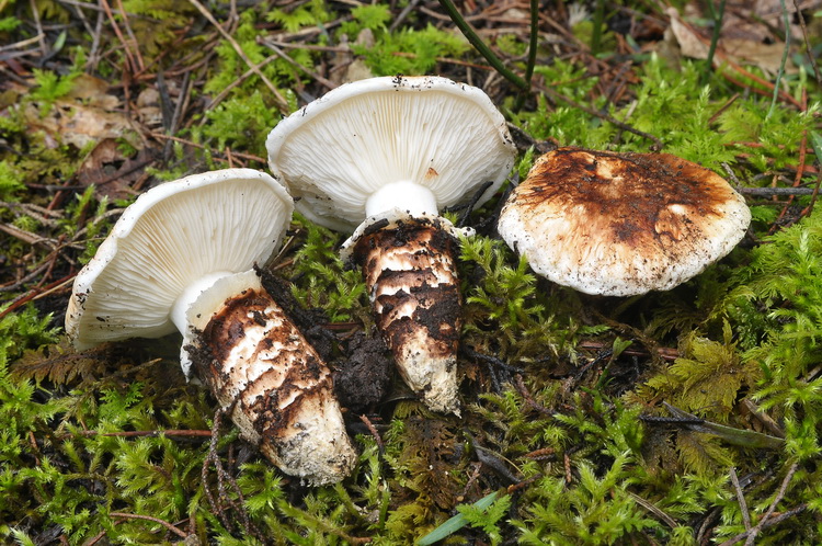 Tricholoma caligatum